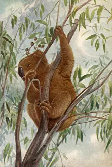 Koala: Koala Bear