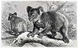 Cinereus: KOALA BEAR