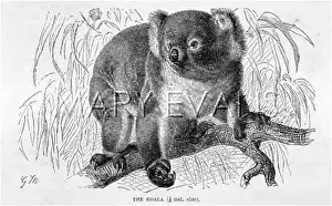 Cinereus: KOALA BEAR