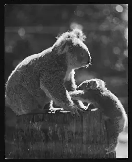 Eucalyptus: KOALA BEAR AND CUB