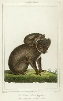 Koala: KOALA BEAR AND YOUNG