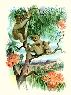 Koala: Koala Bears