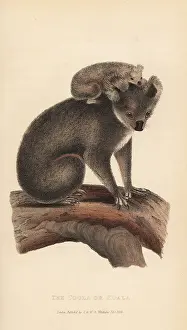 Cuvier: Koala or coola, Phascolarctos cinereus