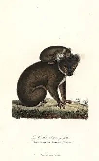 Fuscus: Koala, Phascolarctos cinereus