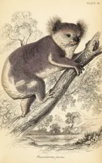Volume Xi: Koala, Phascolarctos cinereus