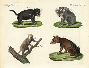 Ursina: Koala, Tasmanian devil, thylacine and white phalanger