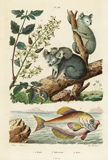 Dhistoire: Koala, varnish tree and Indian humphead