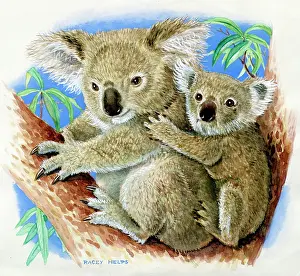 Koala: Koalas