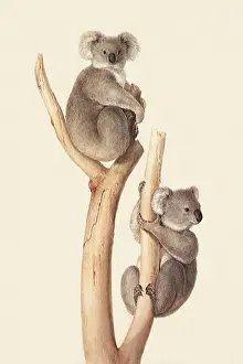 Koala: Koalas, Pharcolarctos Cinereus