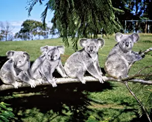 Koalas: Four Koalas Sitting on Branch, Australia