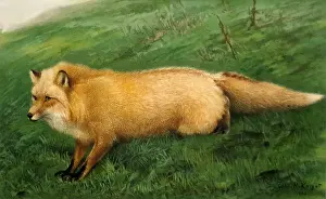 Foxes: Kodiak Fox, Illustration, 1899