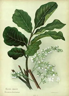 Hetley: Kohe-Kohe or Dysoxylum Spectabile