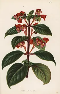 Stroobant: Kohleria inaequalis var. ocellata
