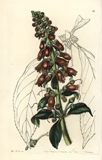Spicata: Kohleria spicata