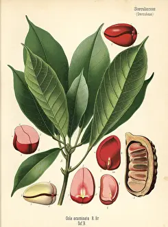 Kola: Kola nut or kola tree, Cola acuminata
