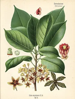 Kola: Kola nut or kola tree, Cola acuminata