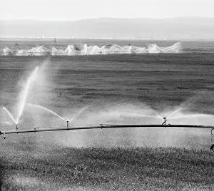 Sprinkling: Kolosok [Spikelet] state farm