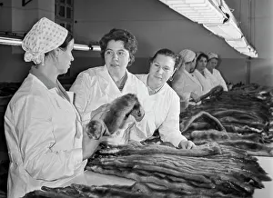 Forewoman: Kolsky Fur State Farm