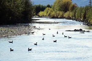 Seagulls: Kolyma River, 1981