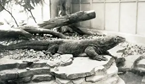 Komodo: Komodo dragon, Zoological Gardens, Regents Park, London
