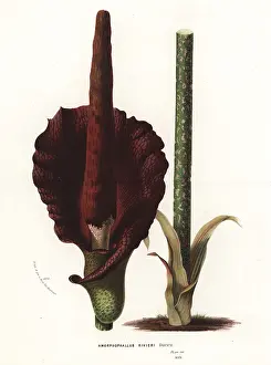 Amorphophallus: Konjac or konnyaku, Amorphophallus konjac