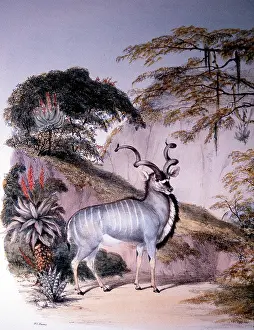 Kudu: The Koodoo or Kudu