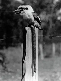 Kookaburra: Kookaburra