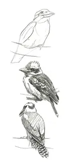 Jackass: Kookaburra