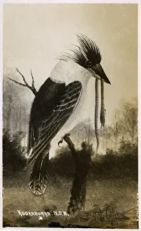 Kookaburra: A Kookaburra (having recently caught a snake), Australia