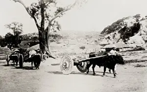 Cropland: Korea: farm carts