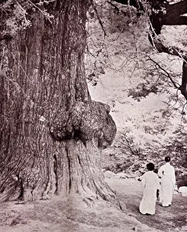 Appeared: A Korean Gingko Tree - about 1 200 years old