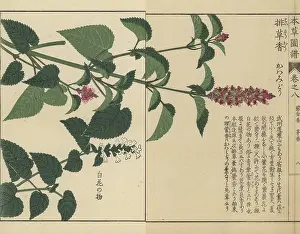 Color Printed: Korean mint and anise hyssop