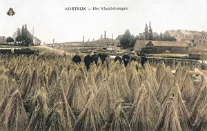 Sheaf: Kortrijk - sheafs of corn