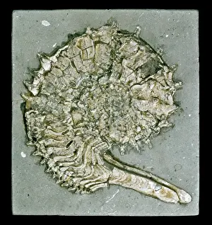 Buoyancy: Kosmoceras acutistriatum, ammonite