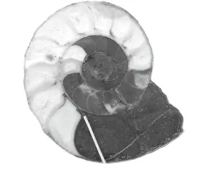 Aguirre: Kosmoclymenia undulata, ammonoid