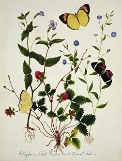 Fragaria: Kotagherry Wild Flowers & Strawberries