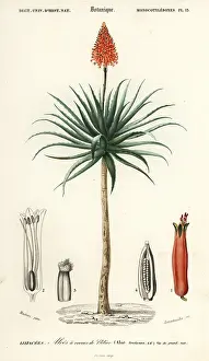 Succulent: Krantz aloe, Aloe arborescens