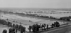 Plantations: Krasnoarmeysky sovkhoz in the Kuban