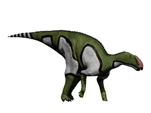 Markings: Kritosaurus dinosaur