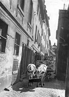 Trough: At the Krogel in Berlin, 1933