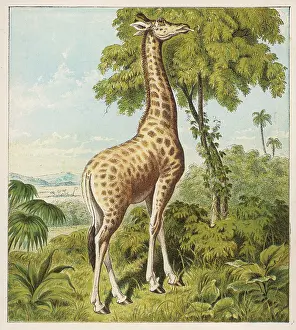 Kronheim: KRONHEIM / GIRAFFE