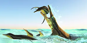 Kronosaurus: Kronosaurus, attacks a pod of Dolichorhynchops in ?