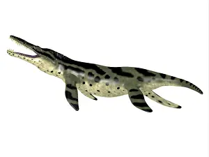 Markings: Kronosaurus reptile, side view