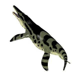 Markings: Kronosaurus reptile, white background