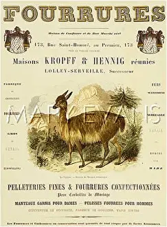Furriers: KROPFF & HENNIG FURS