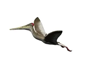 Pterodactyloid: Kryptodrakon is a pterosaur from the Late Jurassic period