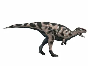 Niger: Kryptops palaios, Early Cretaceous of Niger