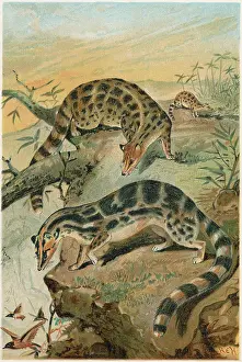 Civet: KUBSANG (LYDEKKER)