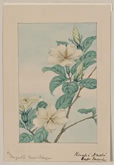 Gardenia: Kuchi nashi - cape jasmine