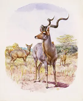 Kudu: Kudu, 1898